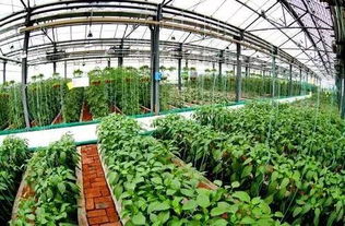 做這類農業的有福了 中央財政要給每個項目投1000萬 趕緊準備申報吧