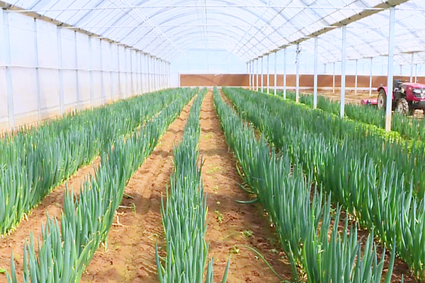 走進山西鑫熬興綜合農(nóng)業(yè)開發(fā)的智能溫室大棚,綠油油的蔥苗