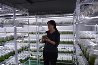 宣威市農(nóng)碩農(nóng)特產(chǎn)品開發(fā)中藥材種植示范基地