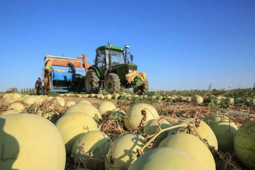 新疆生產(chǎn)建設(shè)兵團(tuán)對(duì)新疆有多重要 兵團(tuán)最少在新疆起到了三個(gè)重要作用