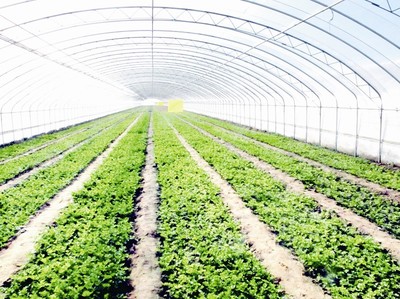 &ldquo;富裕、秀美&rdquo;看大場(chǎng)