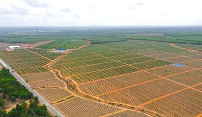 儋州榮獲全國(guó)&ldquo;最具農(nóng)業(yè)投資價(jià)值縣(區(qū))&rdquo;稱(chēng)號(hào)