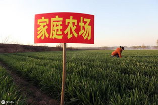 自治區(qū)農(nóng)業(yè)農(nóng)村廳關于印發(fā)2019年中央農(nóng)業(yè)生產(chǎn)發(fā)展資金 家庭農(nóng)場 項目實施方案的通知