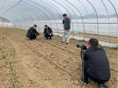 四川省農(nóng)業(yè)科學院 遙感應用研究所 省農(nóng)科院經(jīng)作所科技人員赴涼山州開展科技服務