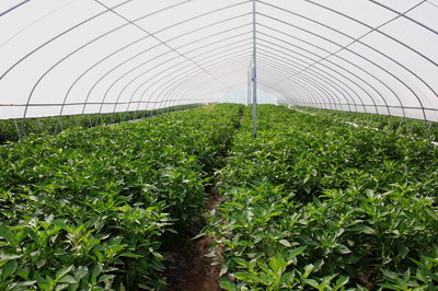 天水市蔬菜新品種現(xiàn)場觀摩會在清水縣召開(組圖)