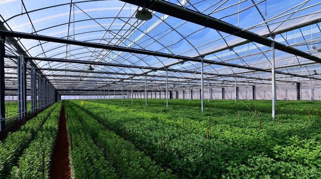 開遠高效現(xiàn)代農(nóng)業(yè)園發(fā)展得這么好,原因竟是&hellip;