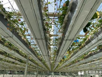 呈貢寶珠梨、繡球花、草莓等農特產品亮相2023全國&ldquo;土特產&rdquo;集中推薦活動現場