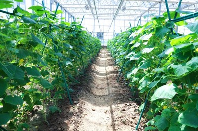 彩食鮮農業(yè)合作基地獲中國良好農業(yè)規(guī)范GAP一級認證,樹立高標準基地標桿