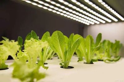 【聚焦新賽道】&ldquo;植物工廠&rdquo;在未來將成為中國農業(yè)的新形態(tài)