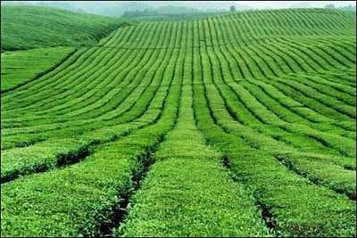 【農業(yè)推廣論文】發(fā)展農村綠色循環(huán)農業(yè)及推廣計劃