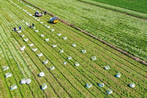 國家級創(chuàng)建名單,浙江1個產業(yè)園 1個集群 4個強鎮(zhèn)入選