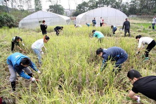 休閑農業(yè)開發(fā)的七大核心要素,缺一條玩不轉