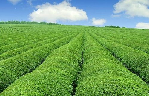 未來5年中國有機農業(yè)發(fā)展因素預測分析