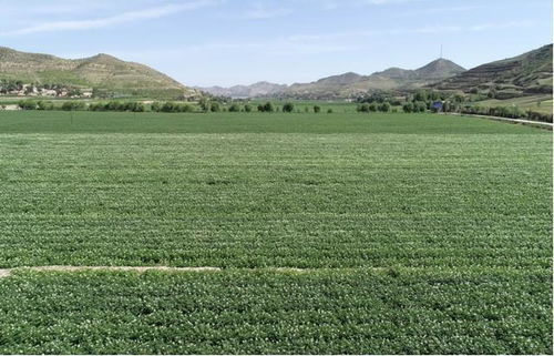 有機(jī)旱作撐起現(xiàn)代農(nóng)業(yè)發(fā)展 一片天 會寧縣實(shí)施科技抗旱工程促進(jìn)糧食增產(chǎn)增收紀(jì)實(shí)