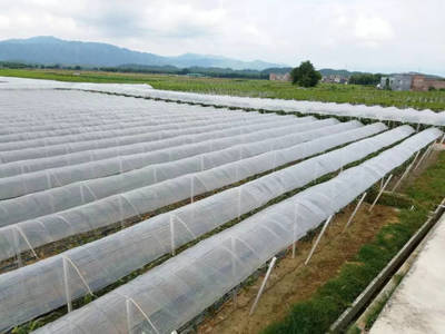 【關注】灣區時代農產品產區如何發力?懷集要當粵港澳的&ldquo;后菜園&rdquo;