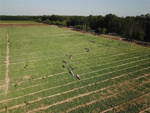 沙河鎮 以中草藥種植為“靈丹妙藥”，全力打造特色農業小鎮