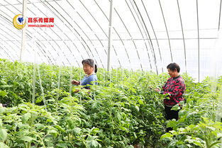 高崖水庫庫區 加快現代農業發展，打造有機農產品供銷基地