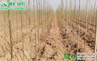 宜黃縣綠農農業 速生玫紅紫薇精品苗木的成功培育與先進栽培技術解析