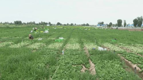 高臺(tái)現(xiàn)代農(nóng)業(yè) 科技賦能，產(chǎn)業(yè)興旺，譜寫農(nóng)業(yè)開發(fā)新篇章