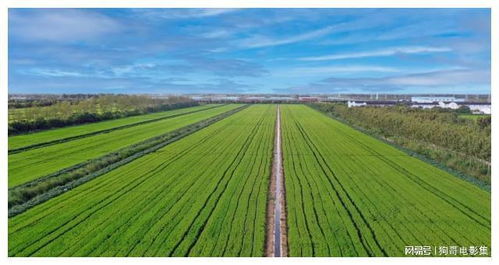 上海農(nóng)場 智慧農(nóng)業(yè)引領(lǐng)農(nóng)業(yè)開發(fā)，發(fā)展之路越走越寬