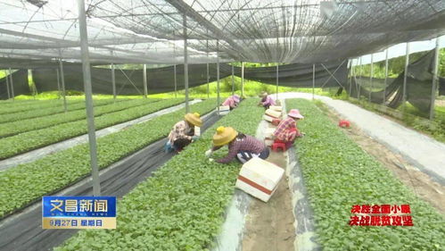 嫁接蔬菜種苗“嫁”出好“錢景”，助力我市農(nóng)業(yè)經(jīng)濟(jì)蓬勃發(fā)展