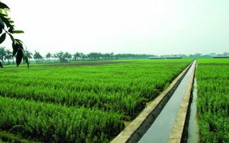 通星科技 以創(chuàng)新科技為農(nóng)業(yè)開發(fā)注入新動(dòng)能，驅(qū)動(dòng)“三農(nóng)”高質(zhì)量發(fā)展